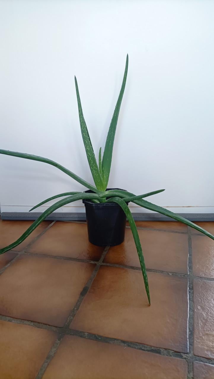 Aloë Vera plant. Voor € 2,- op te halen in Zierikzee.