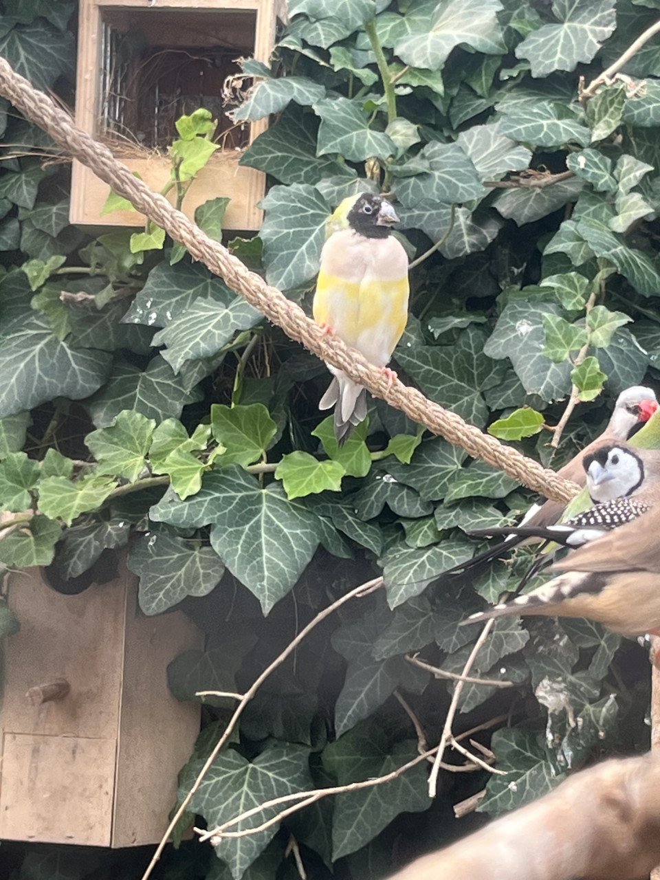 Tropische vogels