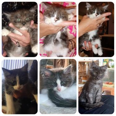 Prachtige Main Coon kruising Ragdoll kittens
