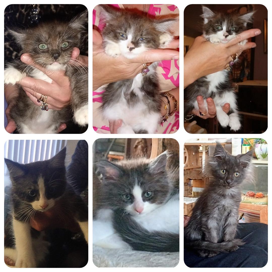 Prachtige Main Coon kruising Ragdoll kittens