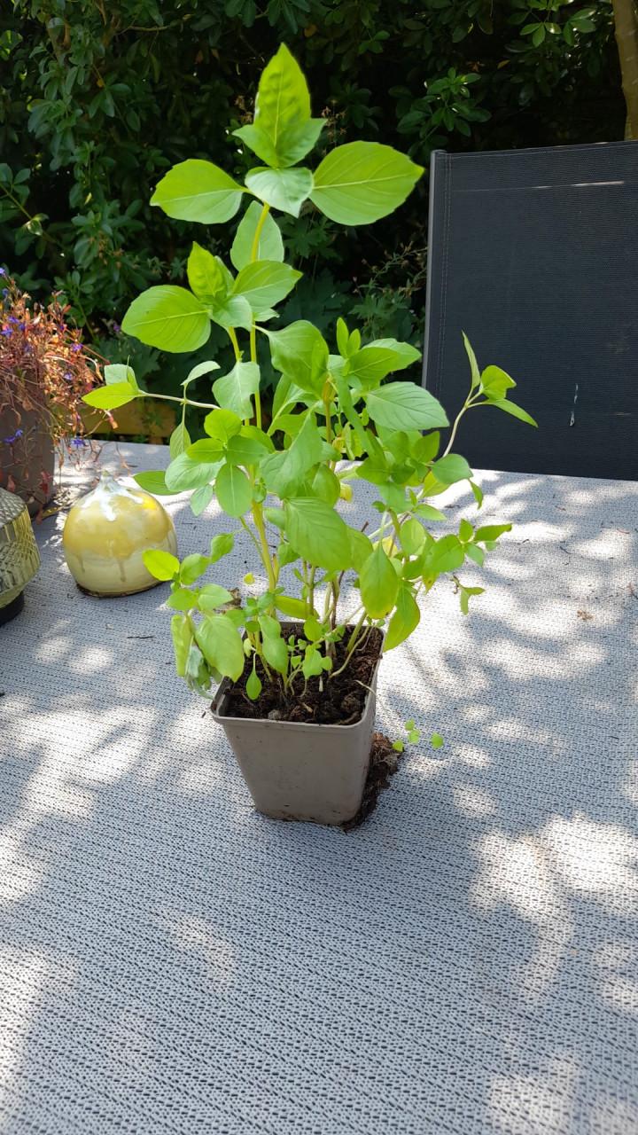 Vaste planten