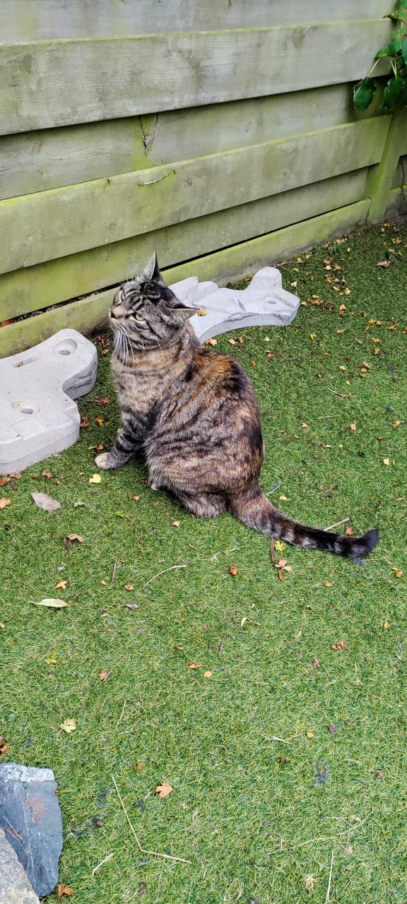 Mooi poes; half Britse korthaar