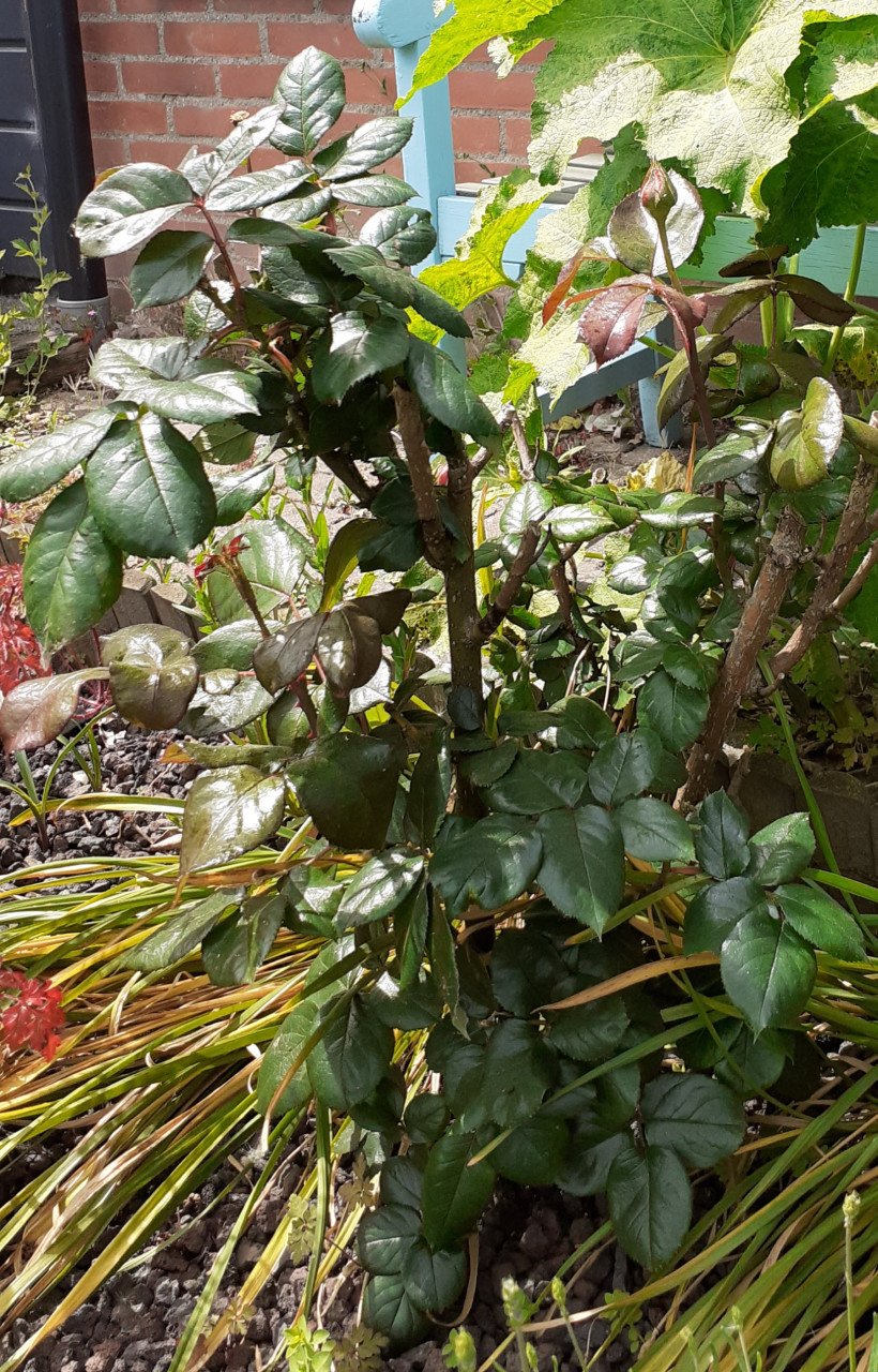Rozenstruiken, aardbeiplantjes, bloembollen