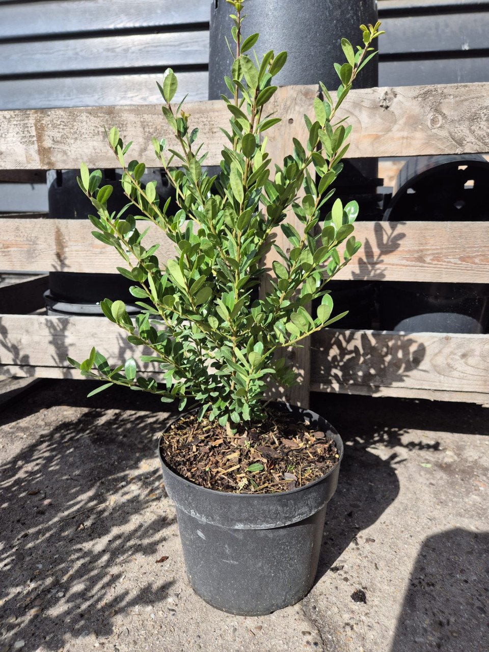 Ilex Crenata Caroline Upright - ideale buxusvervanger