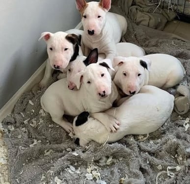 Gezähmter Bullterrier-Welpe zur Adoption und Neuvermittlung
