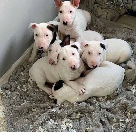Gezähmter Bullterrier-Welpe zur Adoption und Neuvermittlung