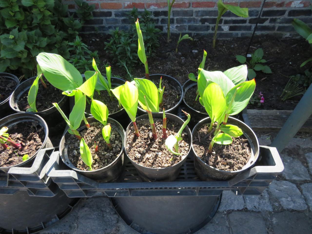 Canna in pot