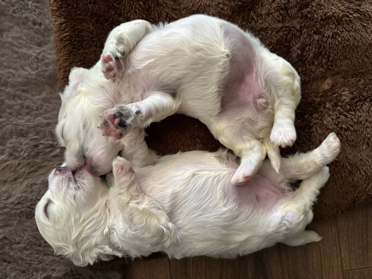Maltezer puppys