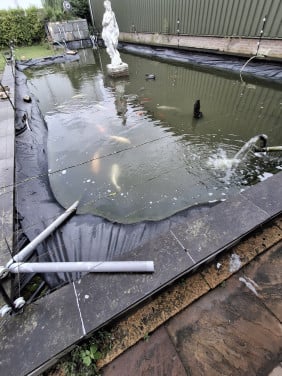 Koi karpers en goudvissen
