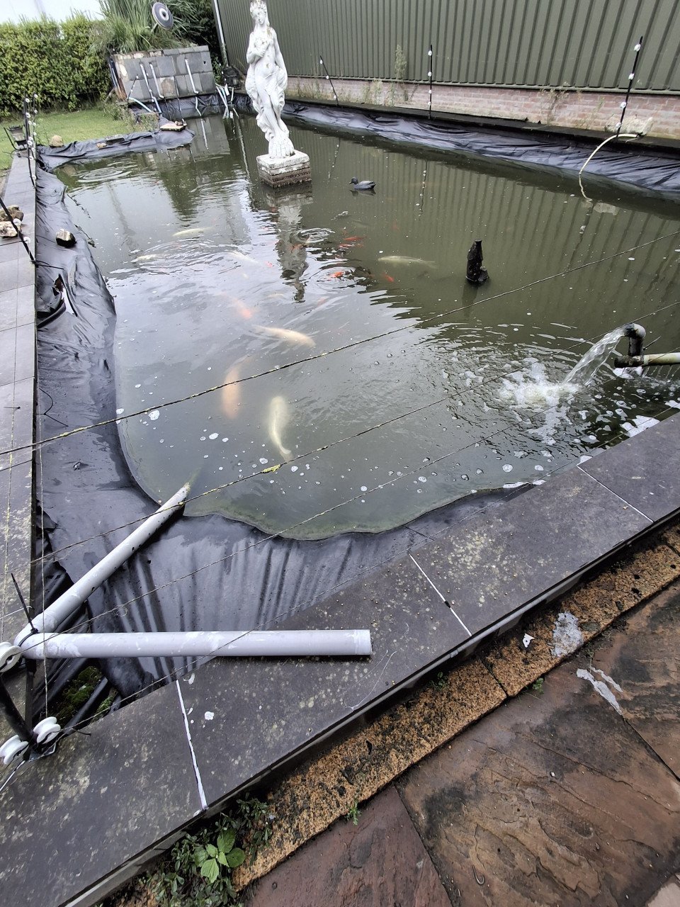 Koi karpers en goudvissen