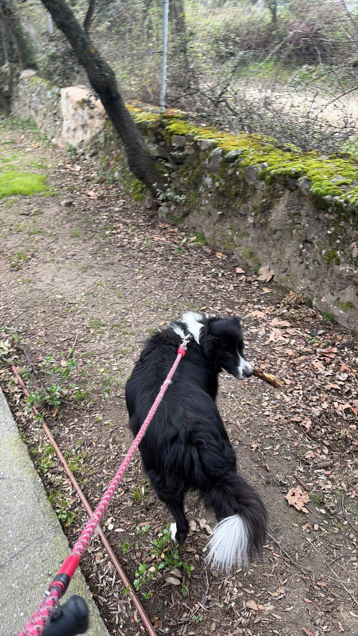 Pet sitter