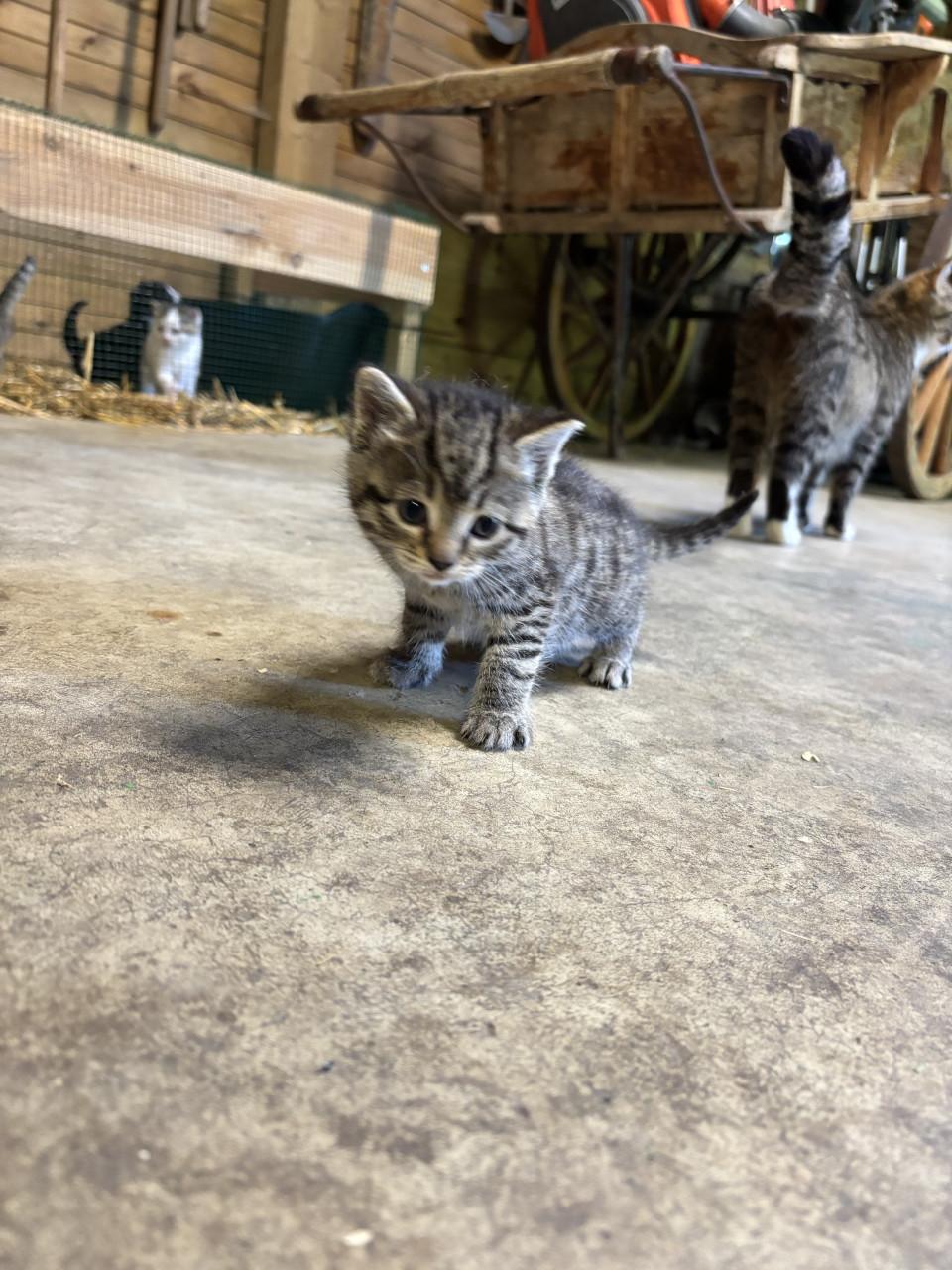 5 boerderij kittens