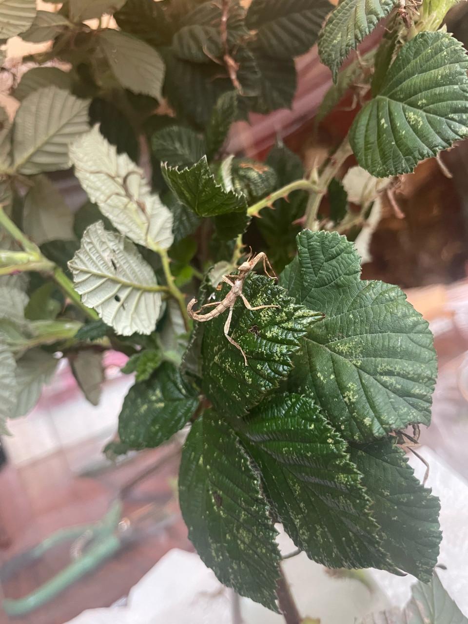 Australische flappentak