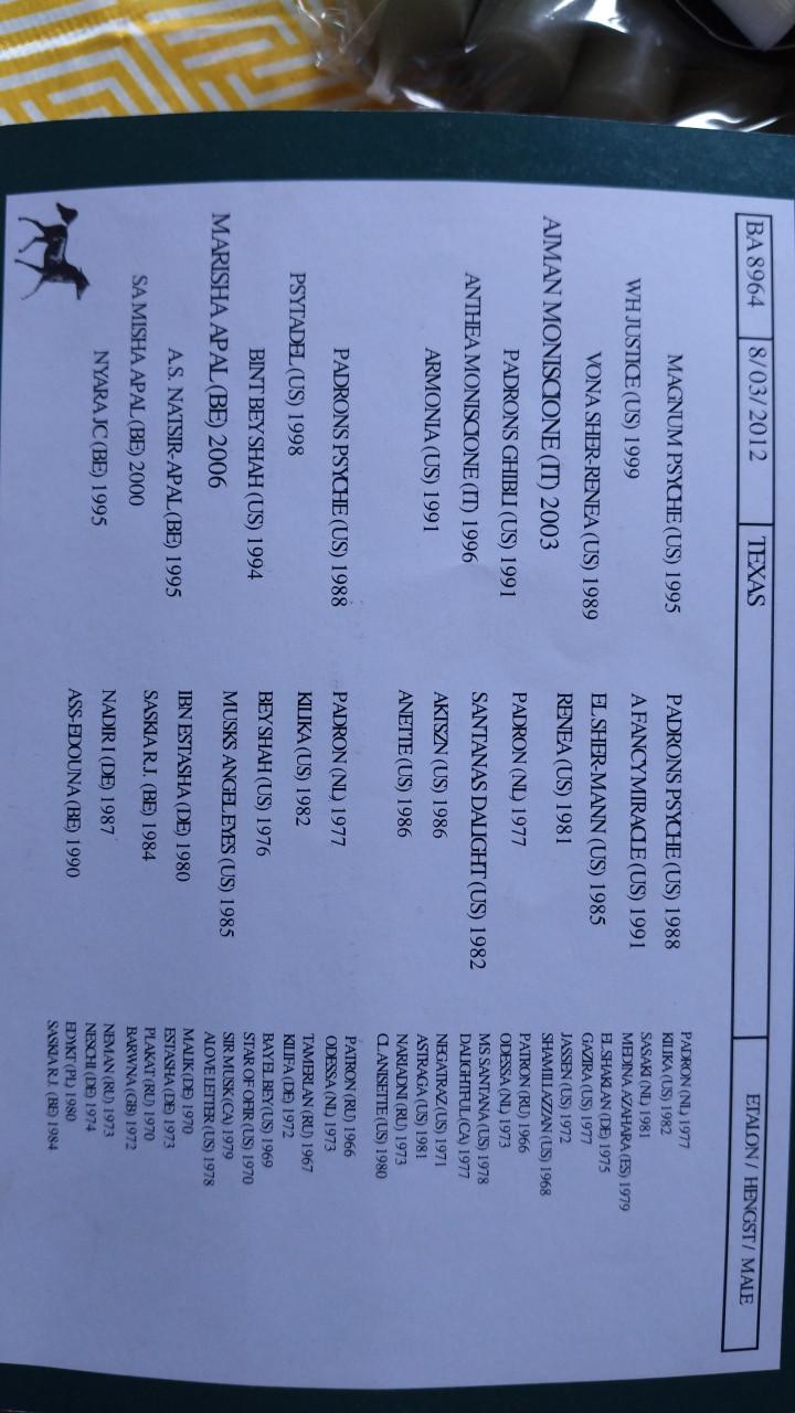 Arabisch volbloed ruin te koop