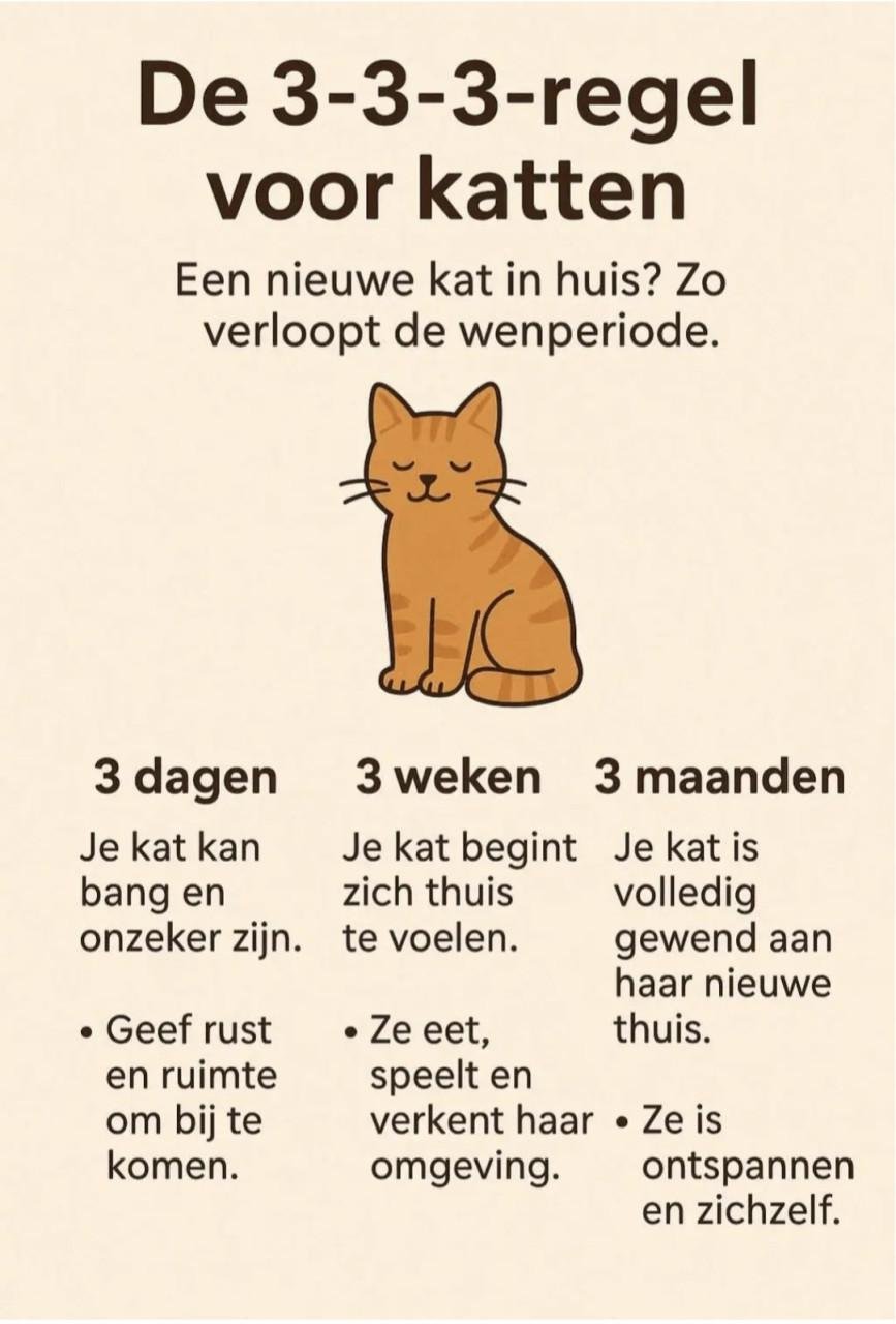 Jonge poes zoekt nieuw huisje
