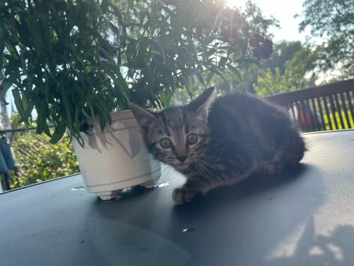 4 leuke kittens