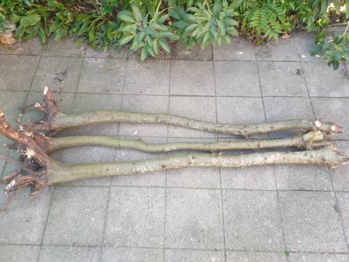 Steeneik/ azijnhout DUN