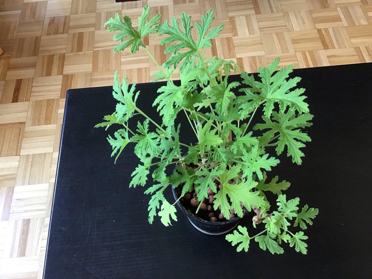 Kamerplanten: Ciroen garanium en een Bladbegania