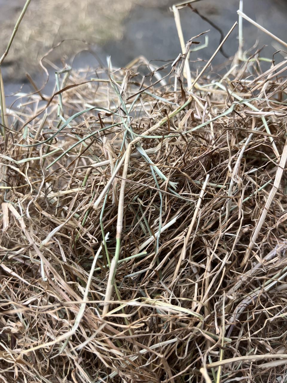 Engelsraai graszaadhooi