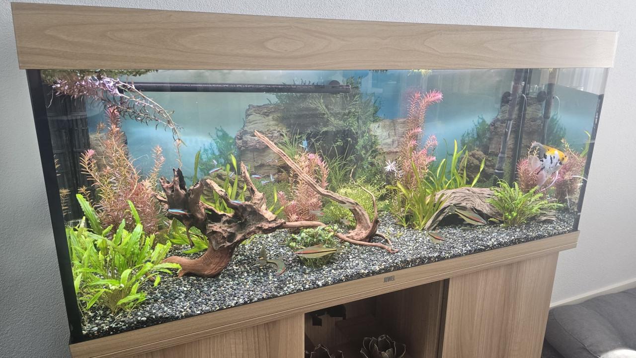 Compleet Juwel Rio 240 Aquarium