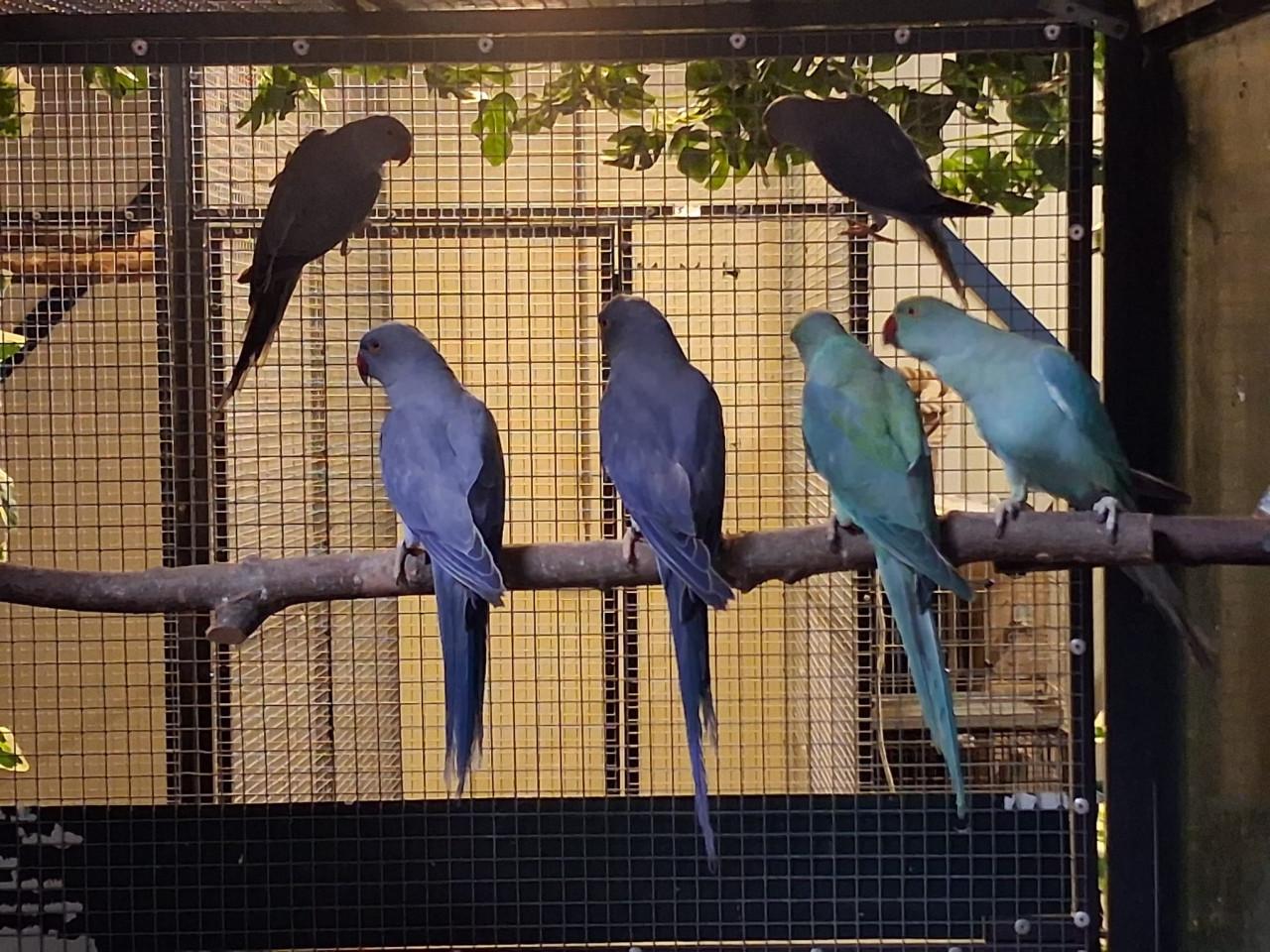 4-2 Halsbandparkieten violet, turquoise