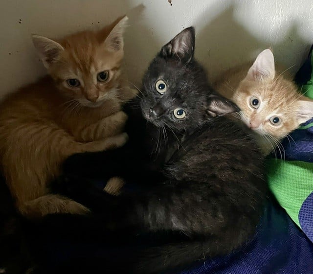 Lief katertje (kitten)