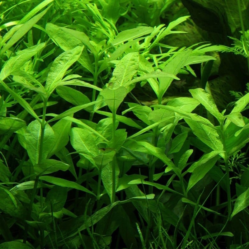 Aquariumplanten