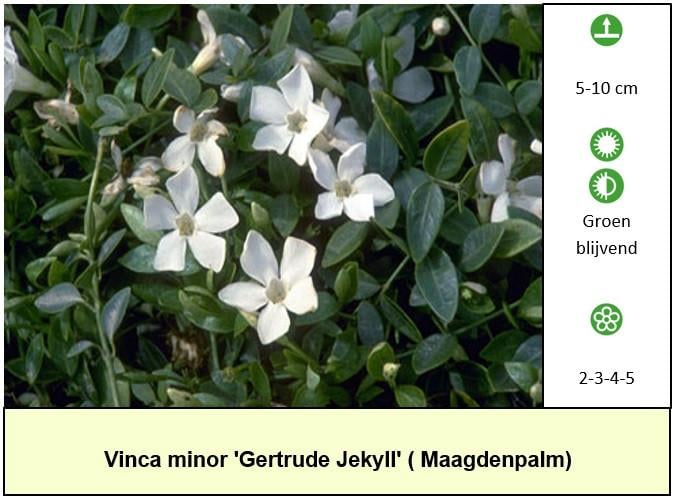 Het plantenkraampje: veel keuze aanvaste planten voor slechts €1,25 p/st.