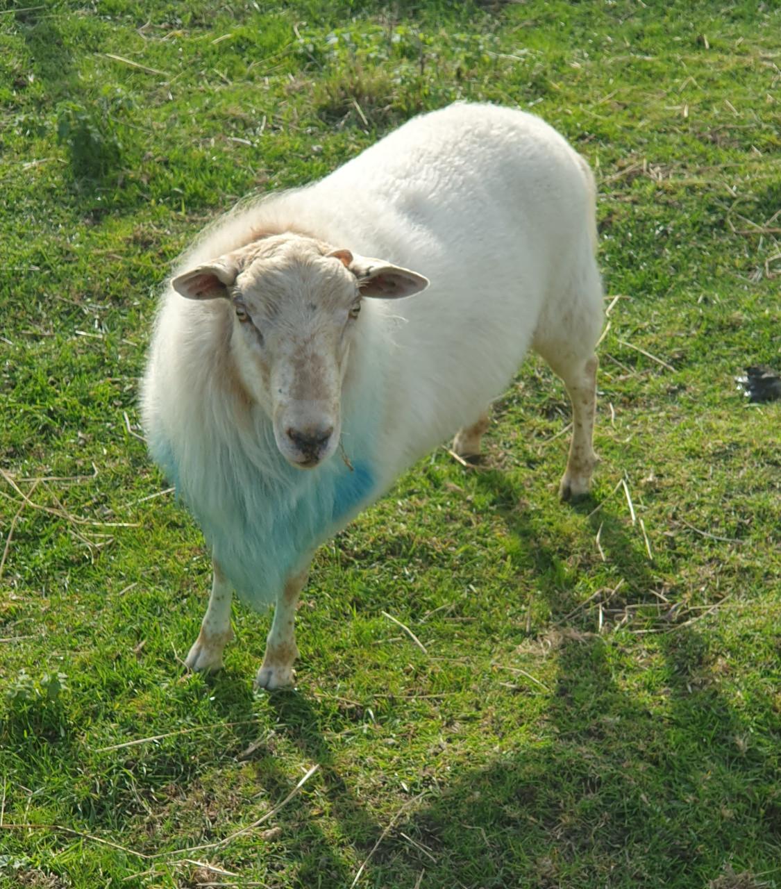 Schaap schapen zware ram dekram