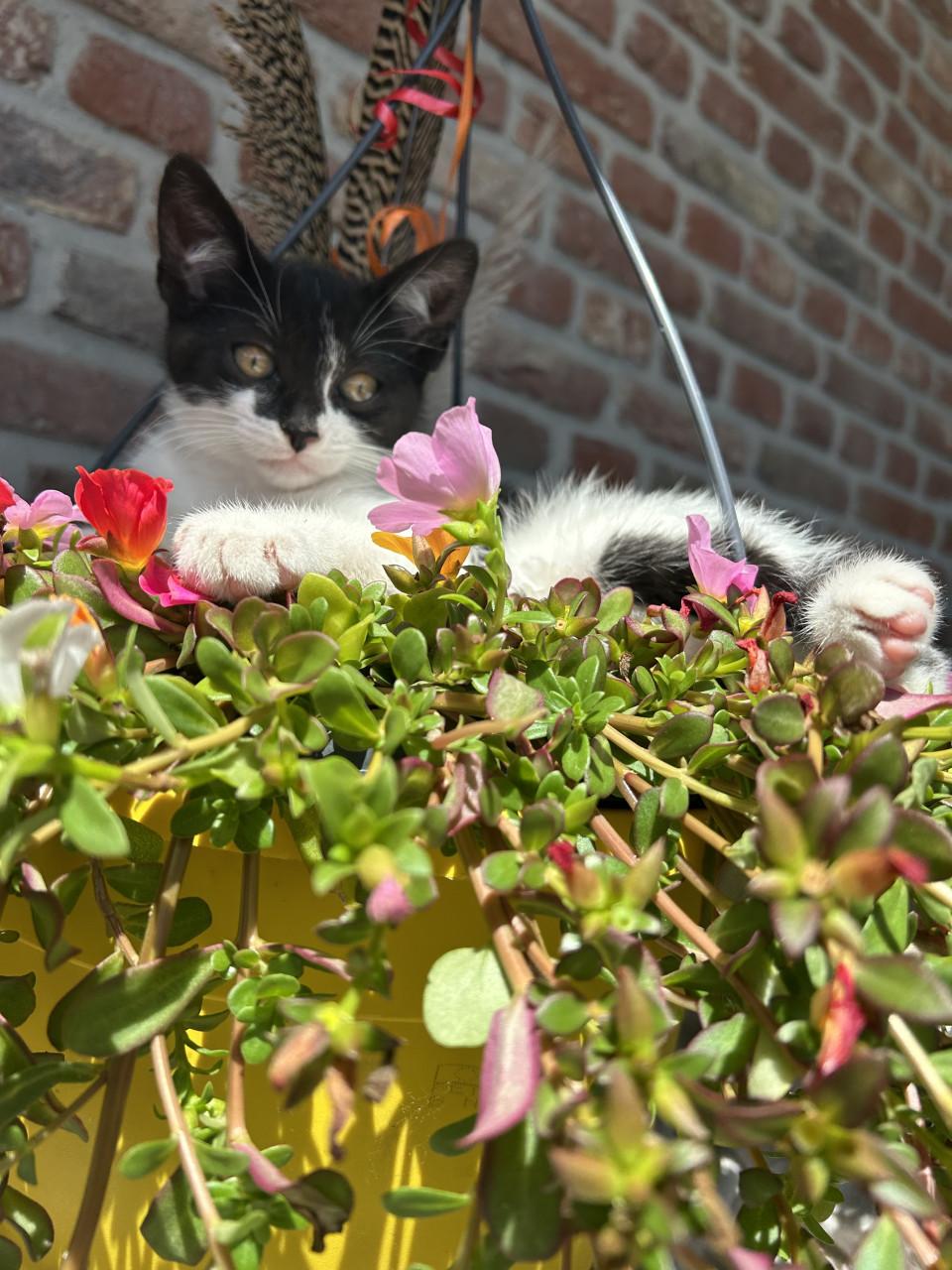 Schattige kitten 😻