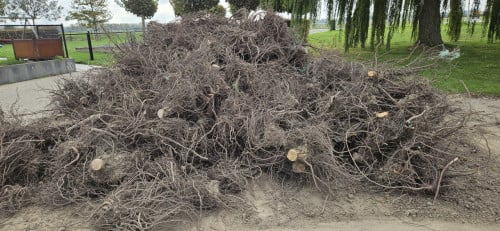 Openhaardhout