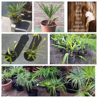 Origineel kadootje | palmboompjes 10euro per stuk.