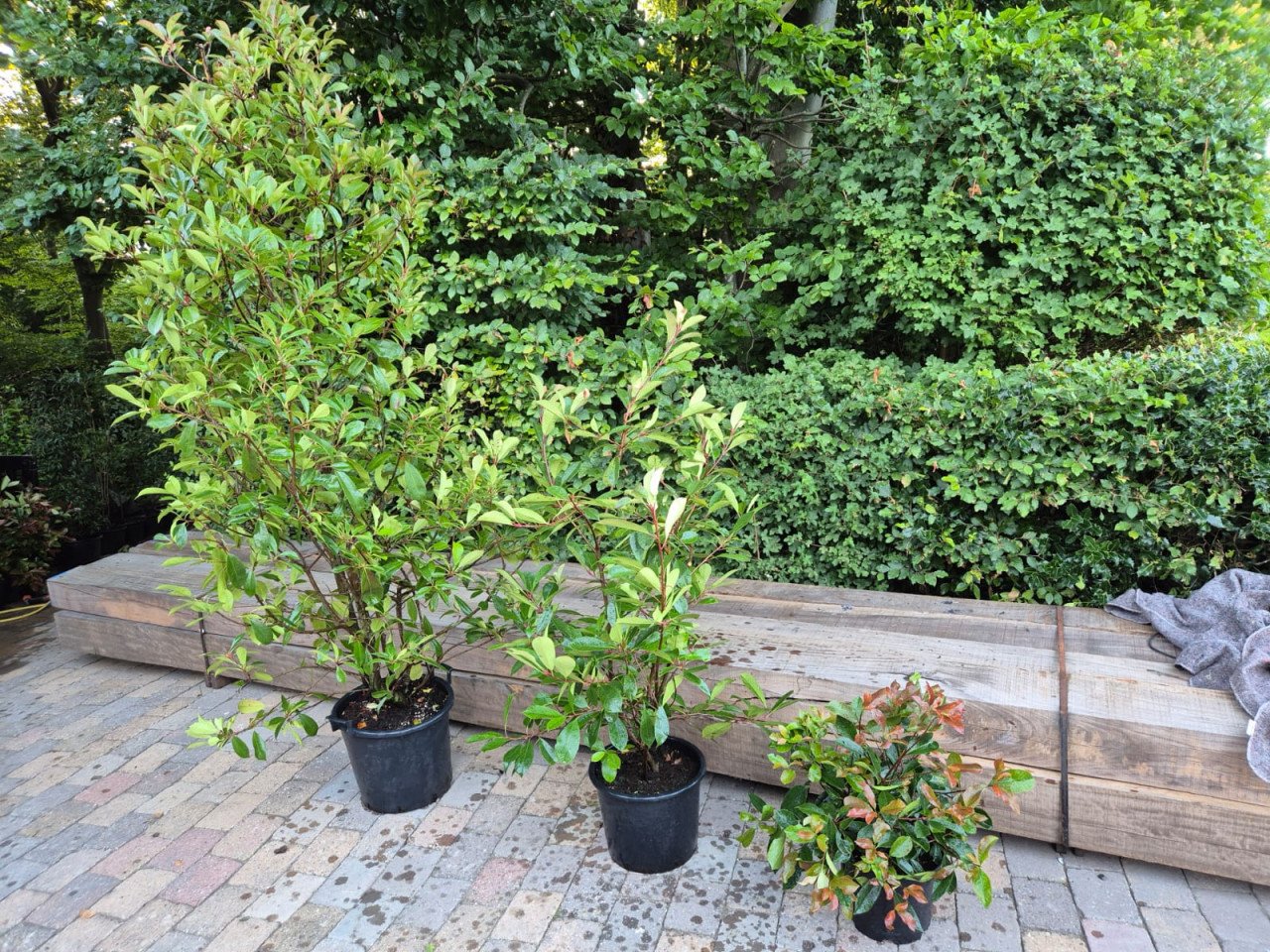 Kwekersopruiming: Photinia Red Robin tot 225 cm 50% korting