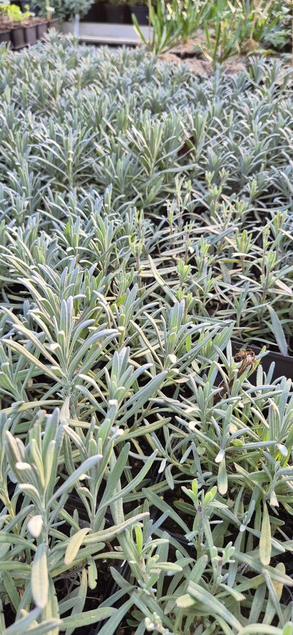 Vaste planten verantwoord gekweekt