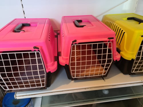 Katten vervoersmand
