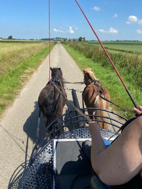Shetlandpony"s