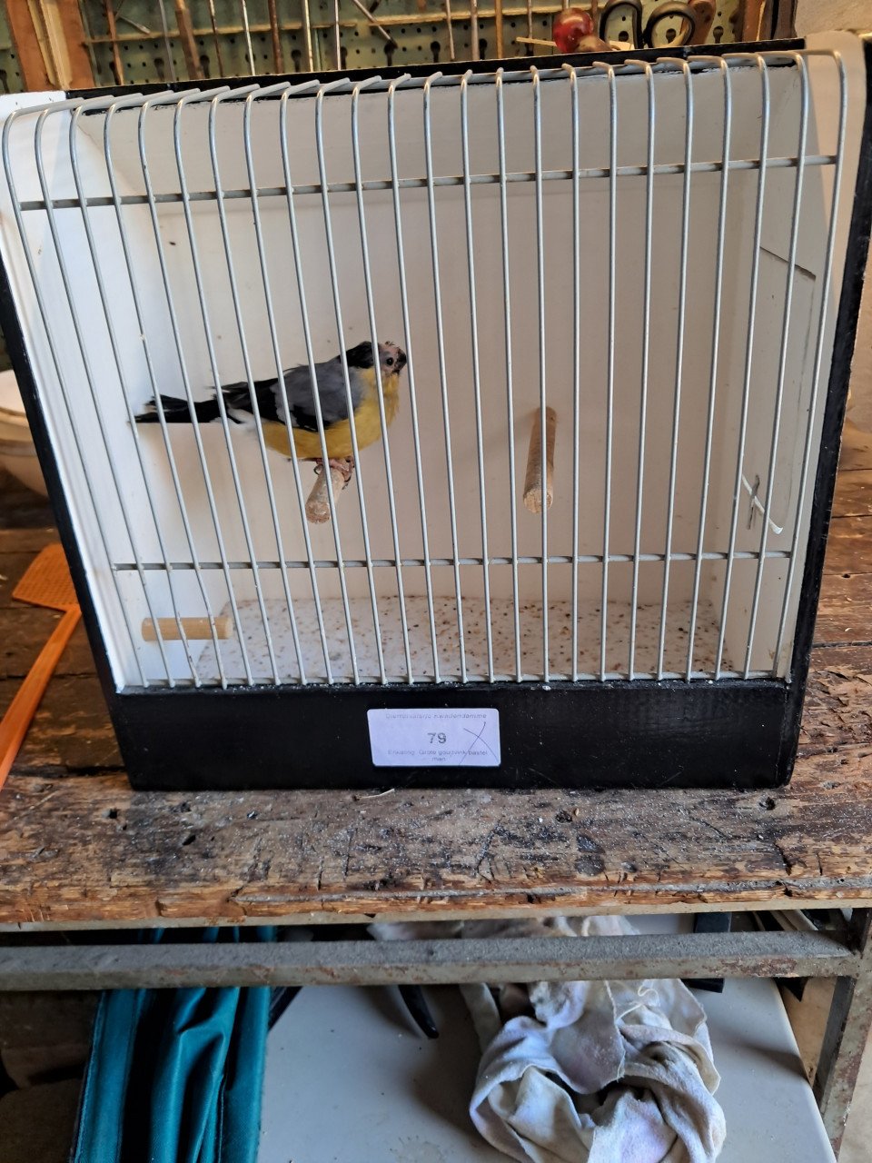 Goudvink