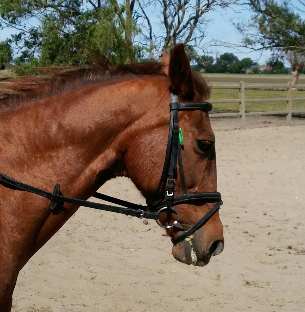 Meerdere fijne recreatiepaarden te koop