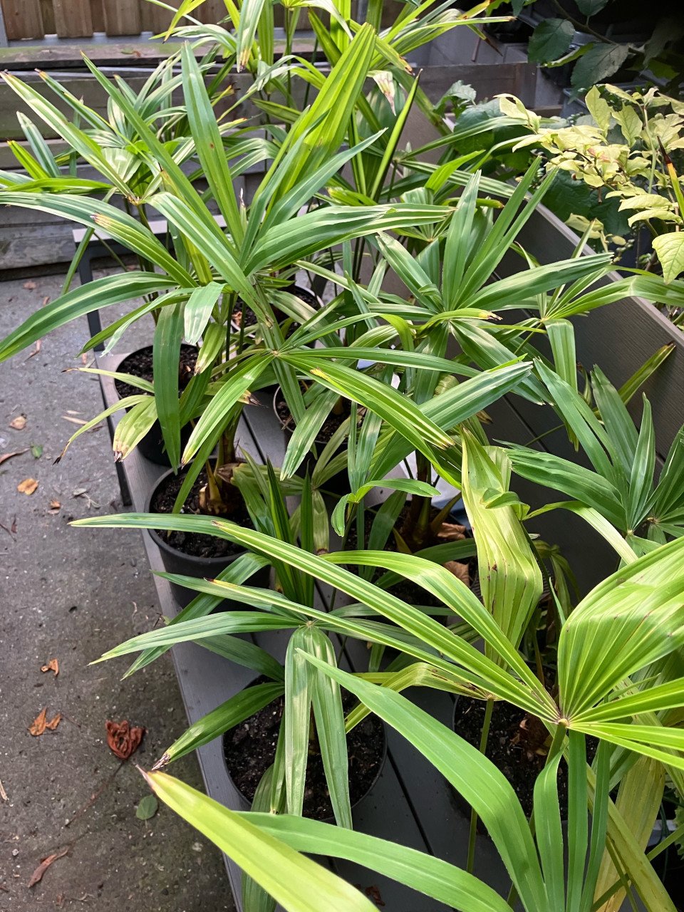 Palmen Chamaerops humilis