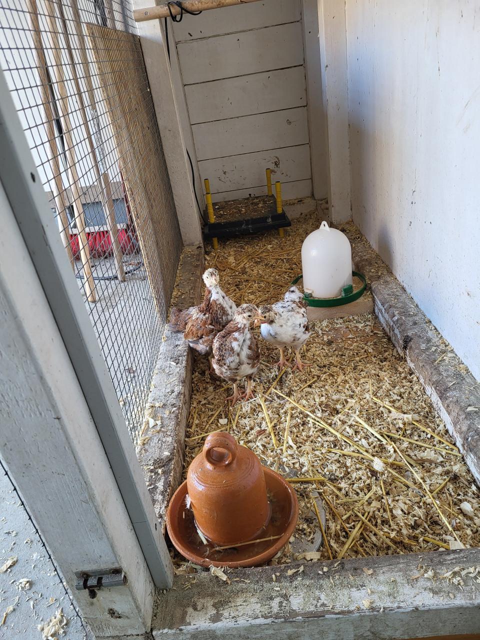 Roodporseleine krielkippen wyandotte