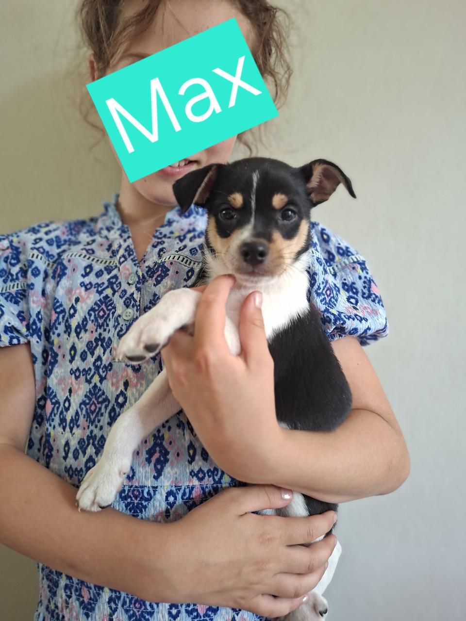 Boerenfox pups