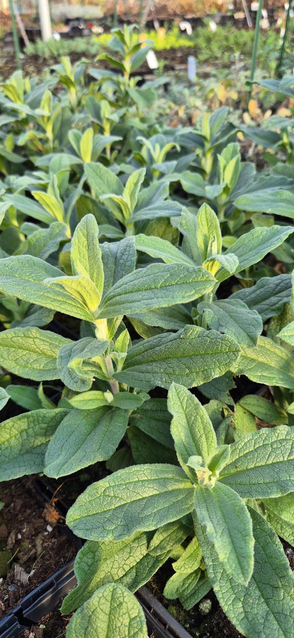 Vaste planten verantwoord gekweekt