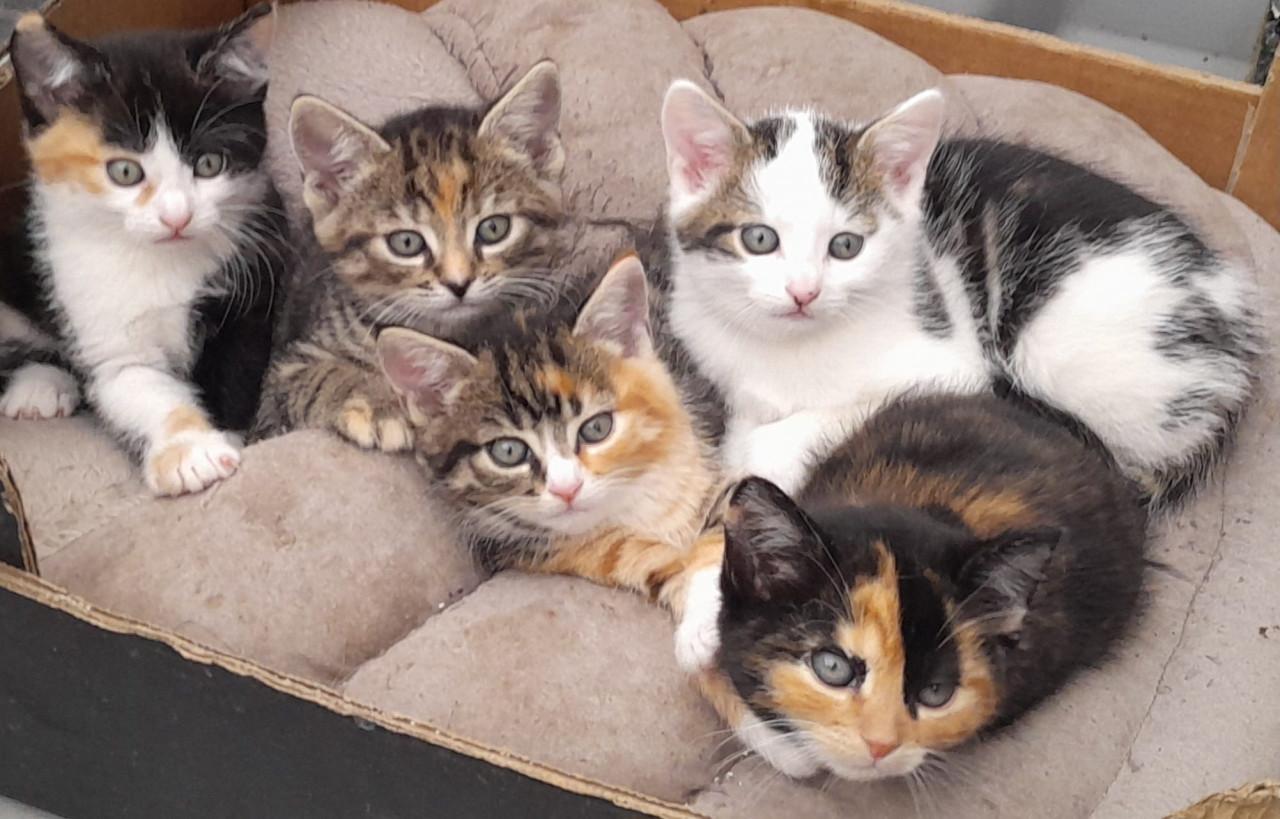 5 kittens 6 weken oud