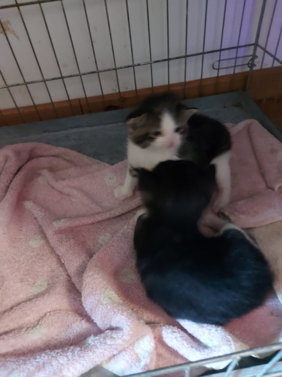 Kittens zoeken nieuw baasje