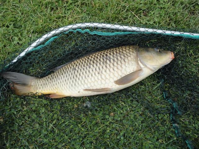 Hengelsport in een mooi karper gebied bij Karpervisserij Koudekerke €17,50