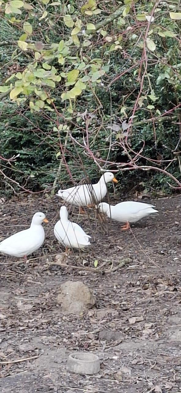 4 eendjes (Hollandse Kwakers)