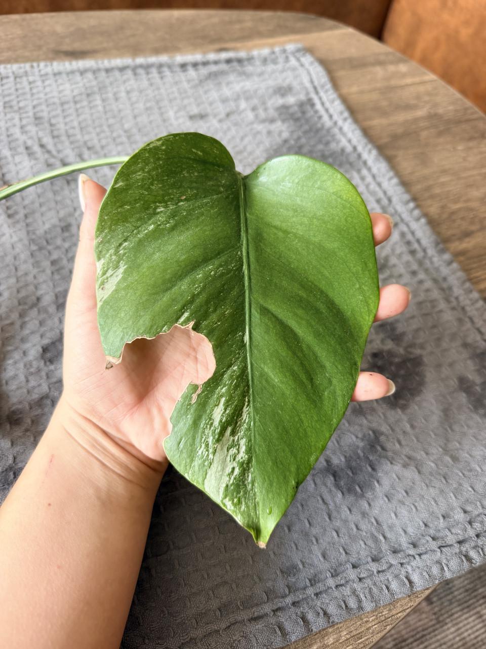 Monstera Deliciosa Variegata stekjes goed geworteld