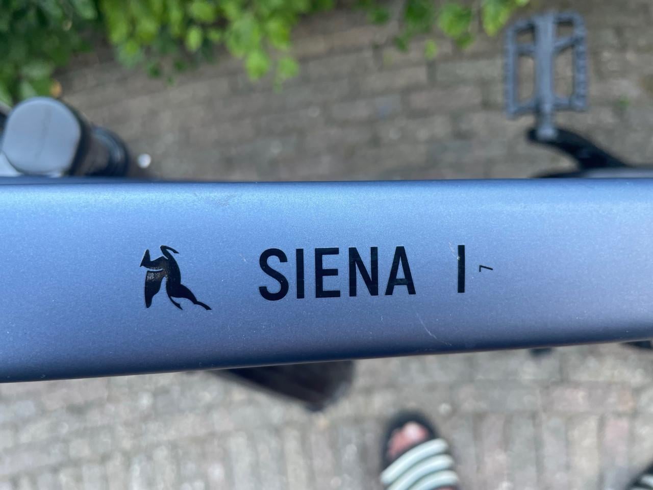 Pegasus siena