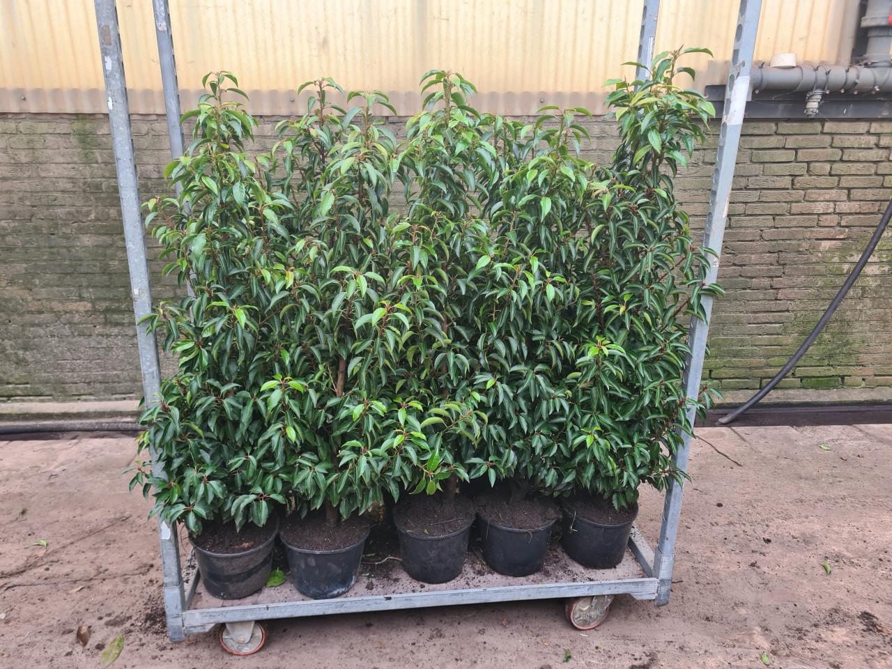 Portugese laurier 100-120 cm haagplanten de allerlaatsten!