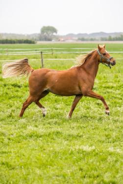 8 jarige B-welsh pony